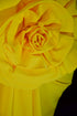 Yellow evening dress Formal prom gown